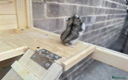 Hamster rodents for sale: Dwarf Hamster - Image 9