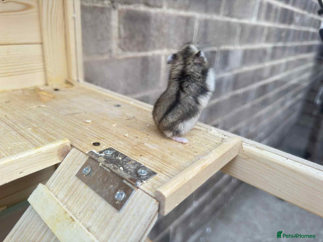 Hamster rodents for sale: Dwarf Hamster - Image 9