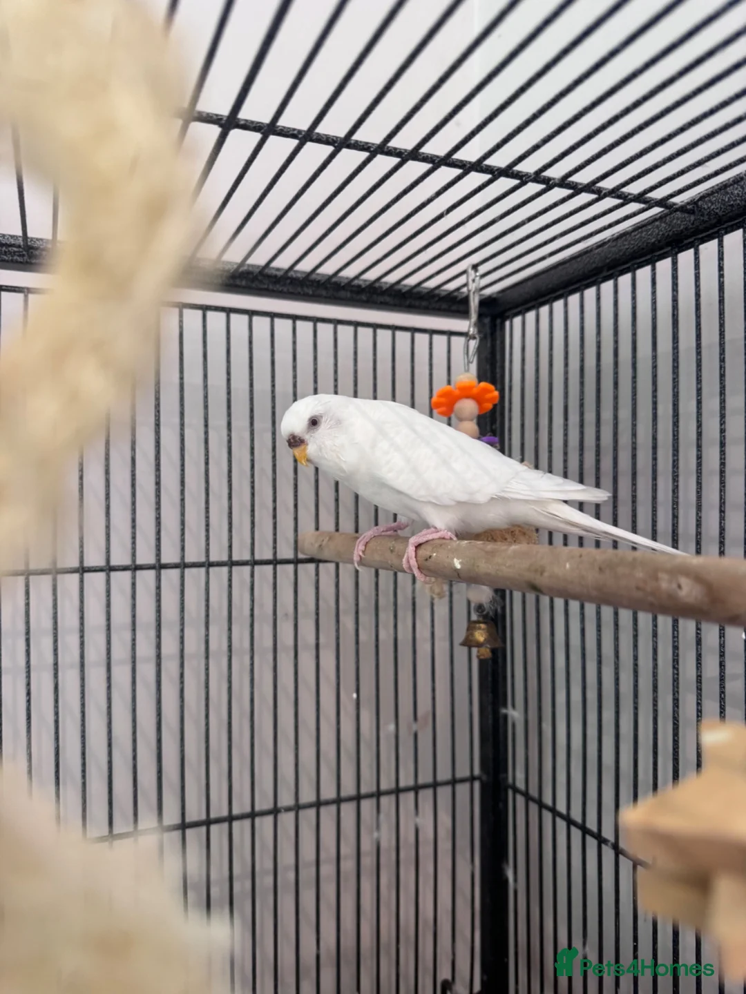 Budgerigars birds for sale: Three Budgies in Bradford - Advert 2