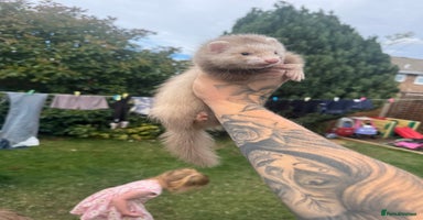 Ferret rodents - Advert 2