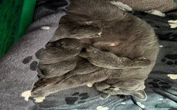 Mixed Breed cats for sale: Beautiful fur babies BSH x Scottish Straight - Image 11