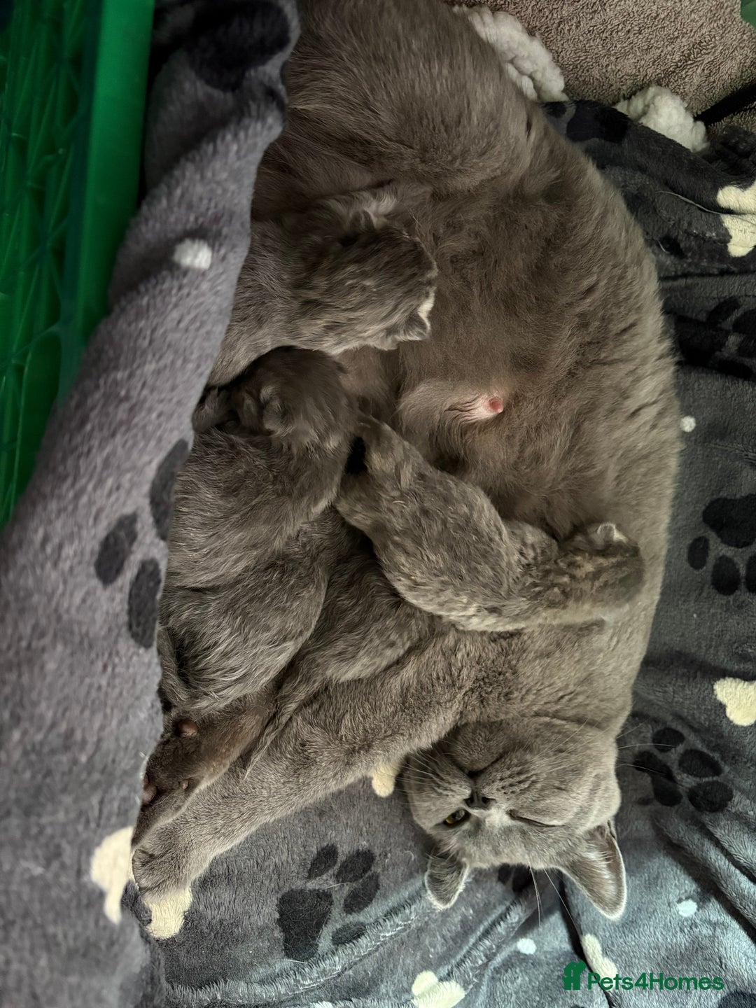 Mixed Breed cats for sale: Beautiful fur babies BSH x Scottish Straight - Image 11
