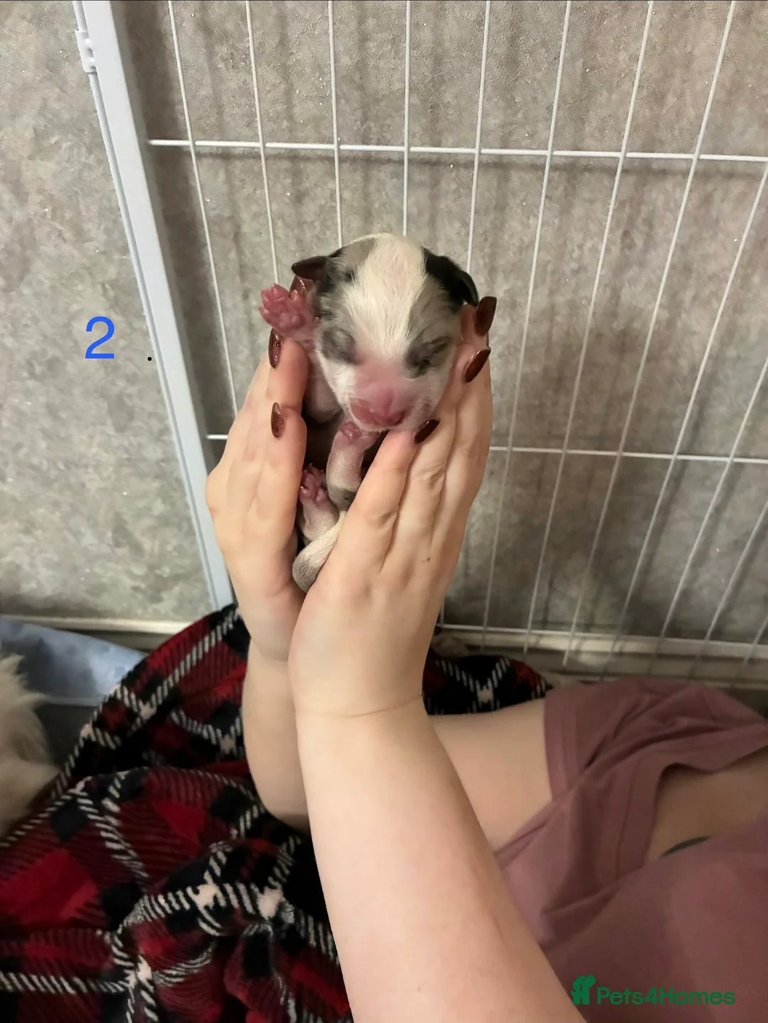 Border Collie dogs for sale: Border Collies - mixture of colours - Advert 8