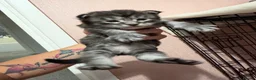 Maine Coon cats for sale: Stunning Maine coon kittens  - Advert 9