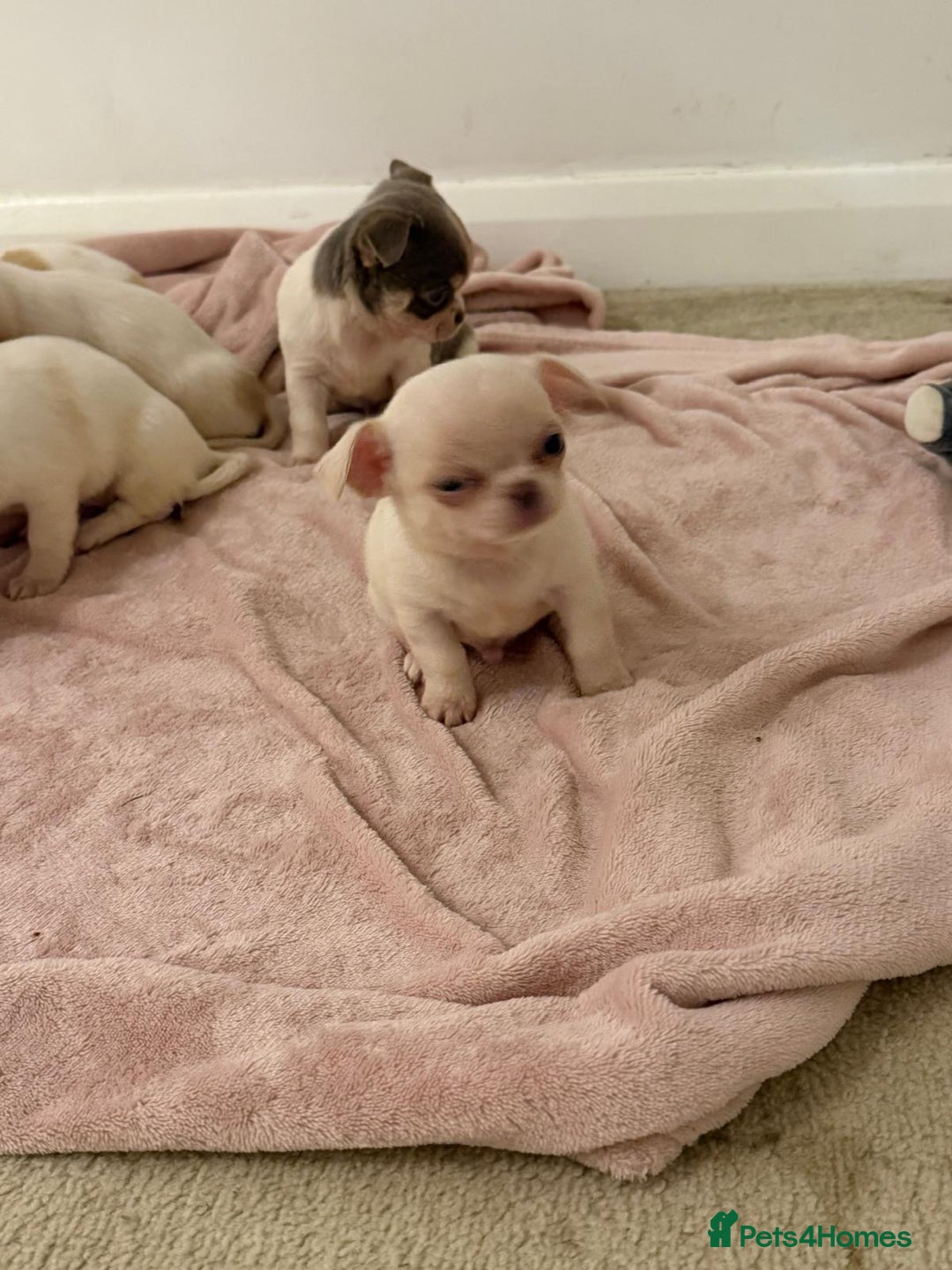Chihuahua dogs for sale: Kc chihuahua puppies Russian and Ukraine lines - Advert 30