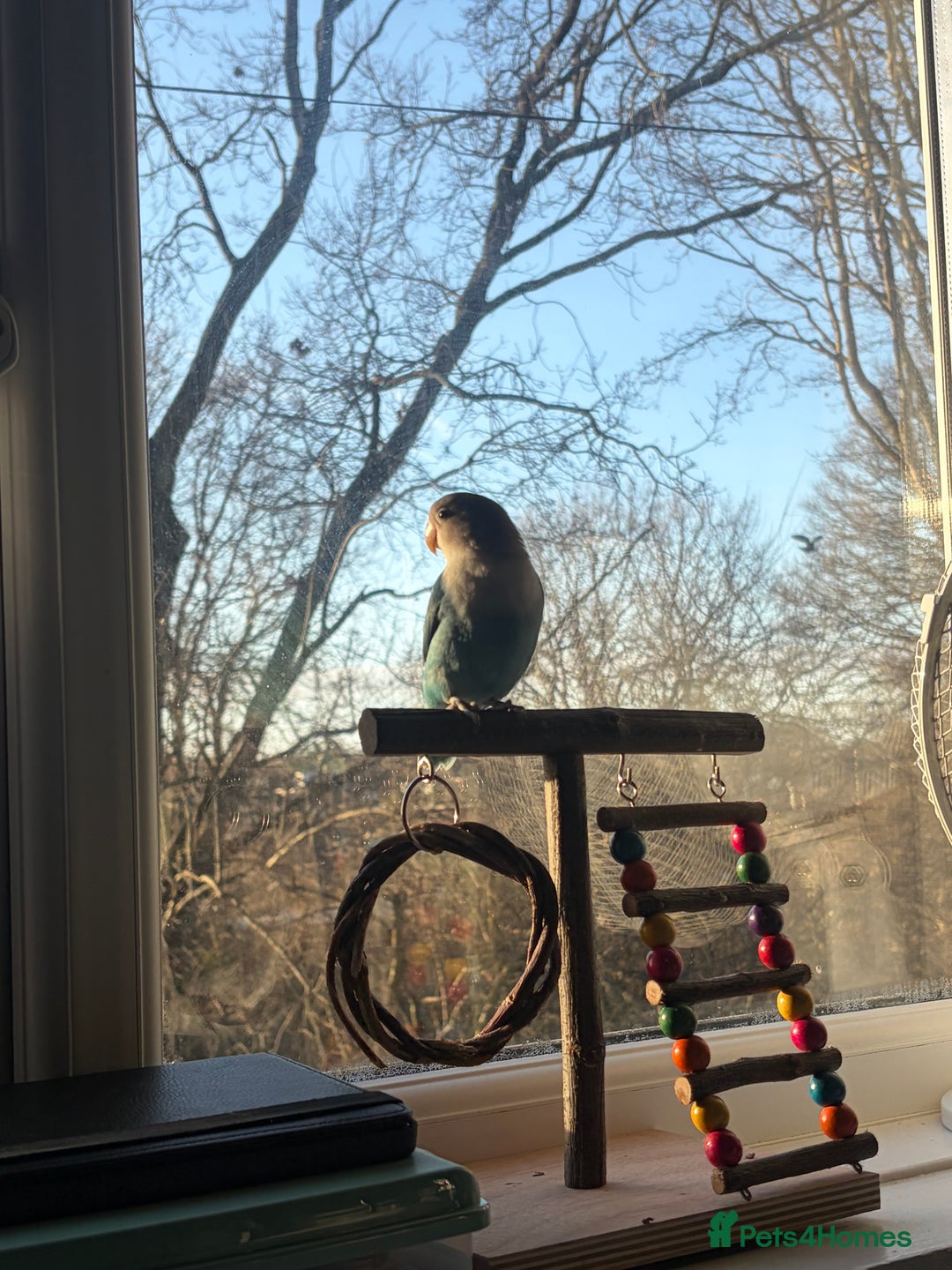 Lovebirds birds for sale: Peach faced love bird  - Advert 4