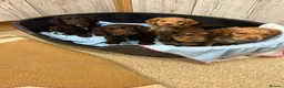 Cocker Spaniel dogs for sale: Kc registered cocker spaniel puppies  - Advert 3