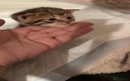 Mixed Breed cats for sale: 9 Mixed Bengal Kittens For Sale - Image 15