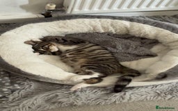 Mixed Breed cats for sale: Urgent Tabby kitten for sale - Image 2