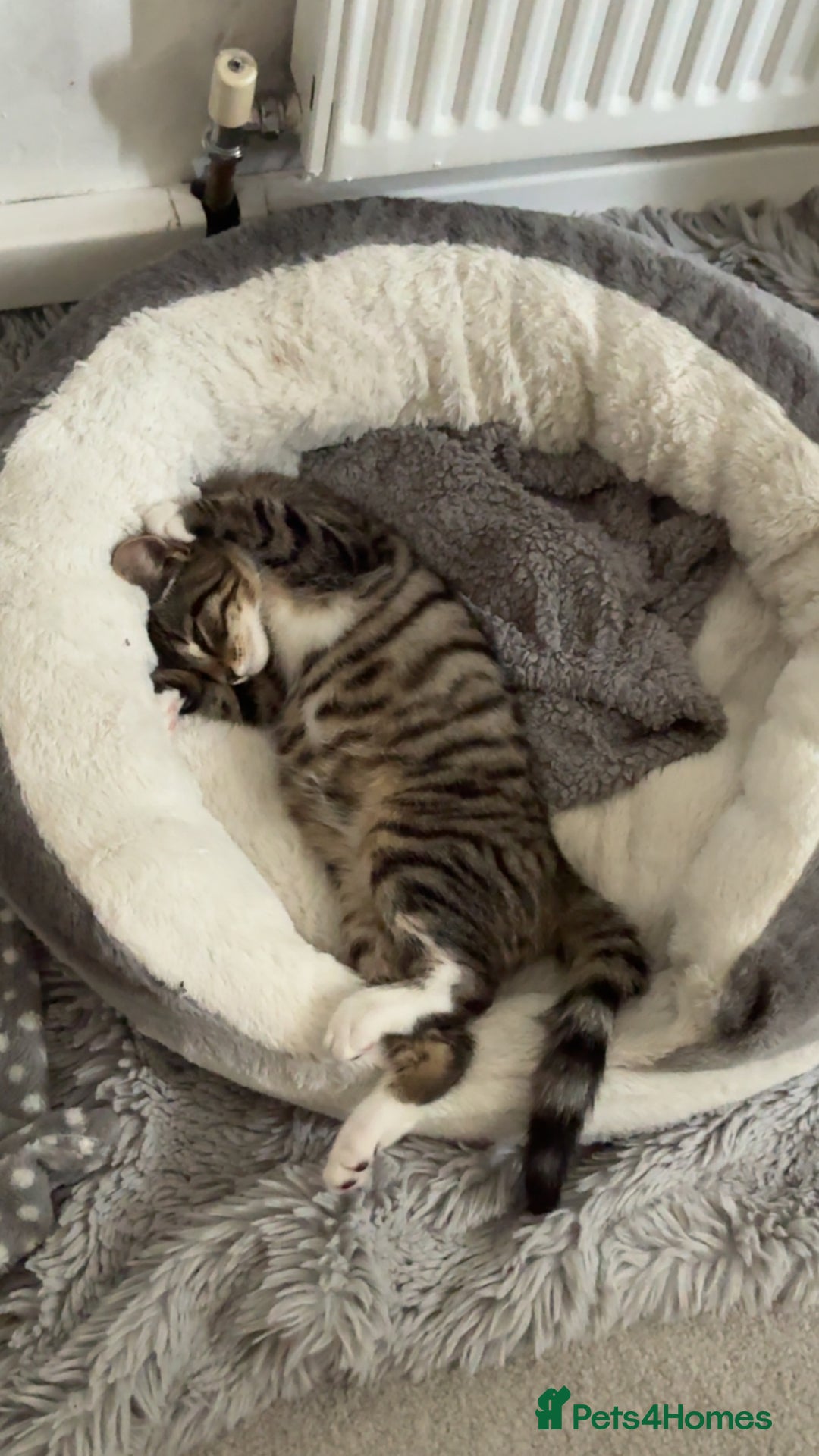 Mixed Breed cats for sale: Urgent Tabby kitten for sale - Image 2