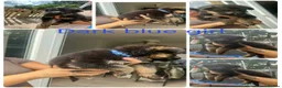 German Shepherd dogs for sale: German shepherd puppies for sale  - Advert 10