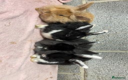 Mini Lop rabbits for sale: Mixed Mini Lops bunnies  - Advert 1