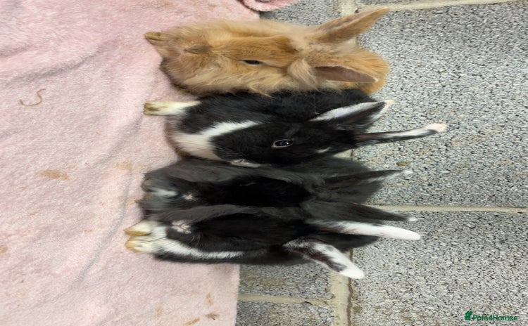 Mini Lop rabbits Mixed Mini Lops bunnies  - Advert 1
