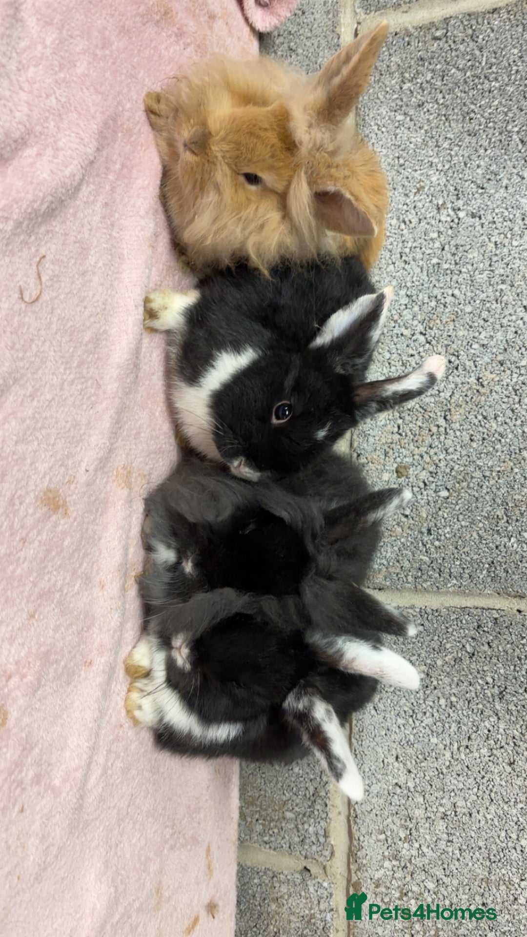 Mini Lop rabbits for sale: Mixed Mini Lops bunnies  - Advert 1