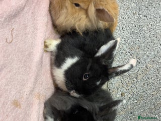 Mini Lop rabbits Mixed Mini Lops bunnies - Advert 1
