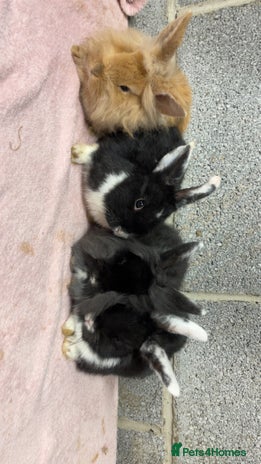 Mini Lop rabbits Mixed Mini Lops bunnies - Advert 2