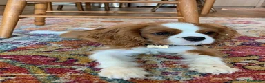 Cavalier King Charles Spaniel 2