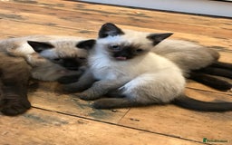 Siamese cats for sale: A litter of 5 beautiful blue eyed Siamese kittens - Image 2
