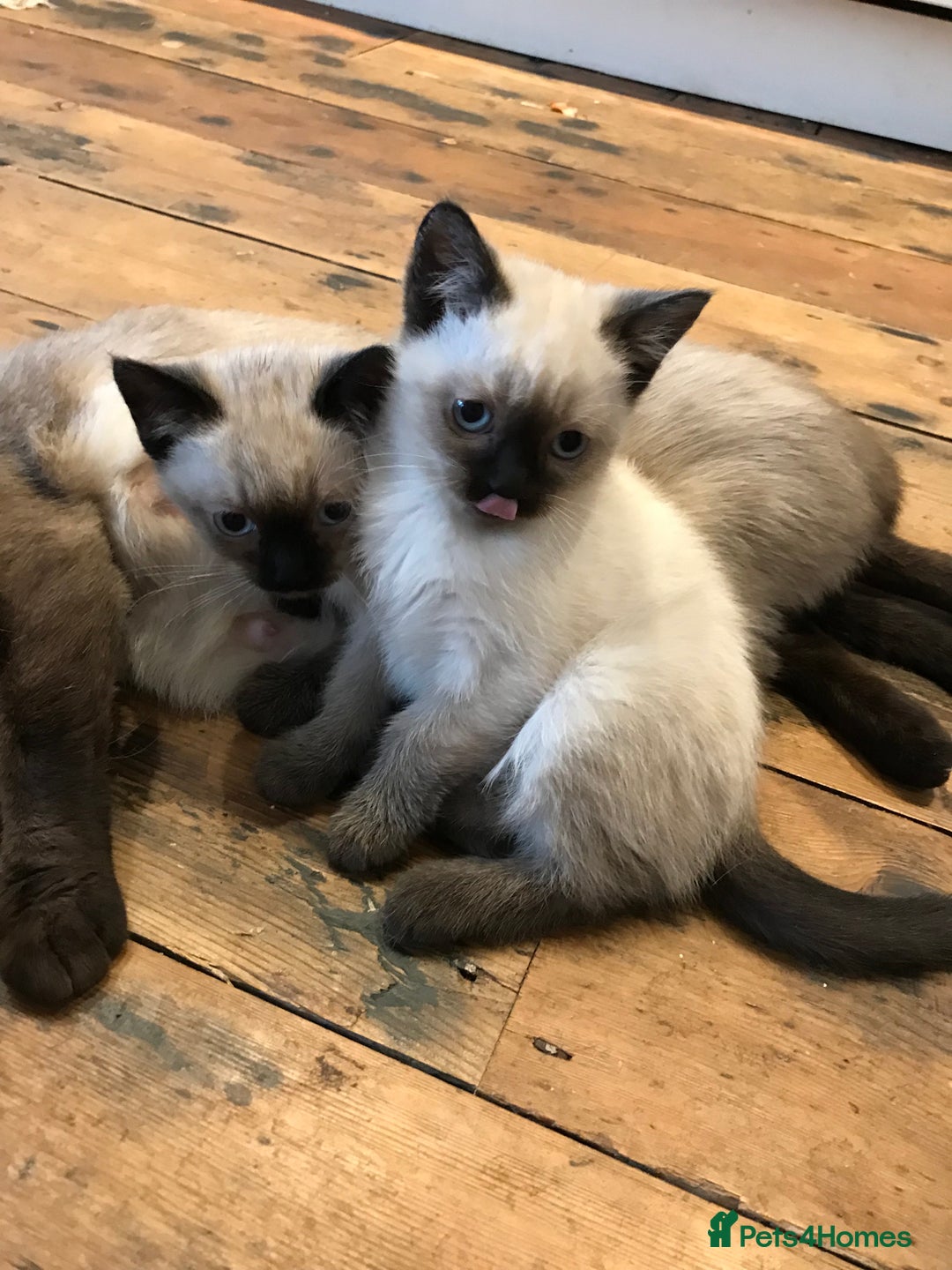 Siamese cats for sale: A litter of 5 beautiful blue eyed Siamese kittens - Image 2