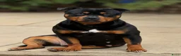 Staffordshire Bull Terrier dogs for sale: Beautiful Adult Girl - Advert 2