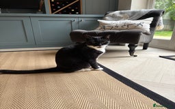 Mixed Breed cats for sale: Ralph - Image 3