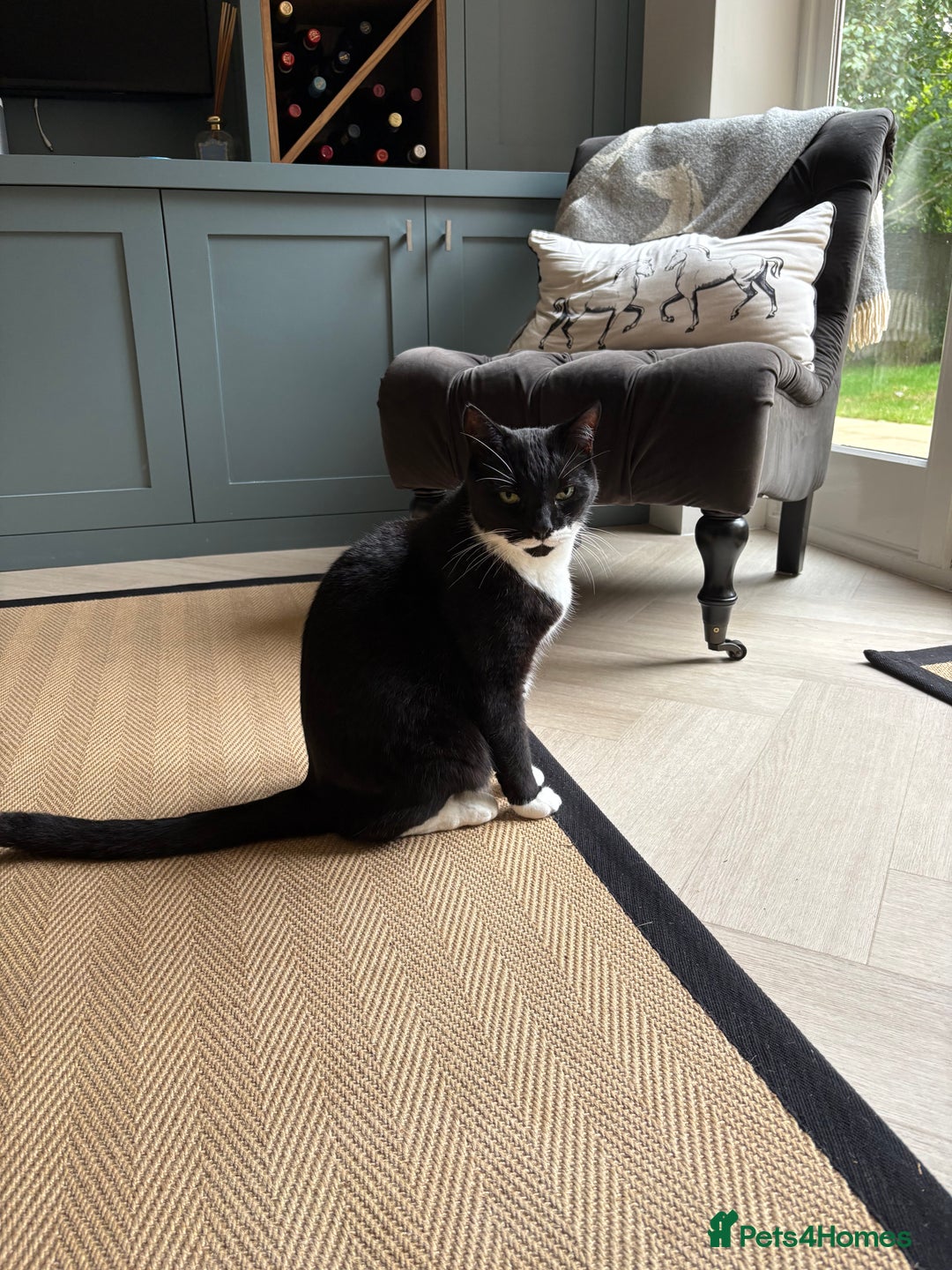 Mixed Breed cats for sale: Ralph - Image 3