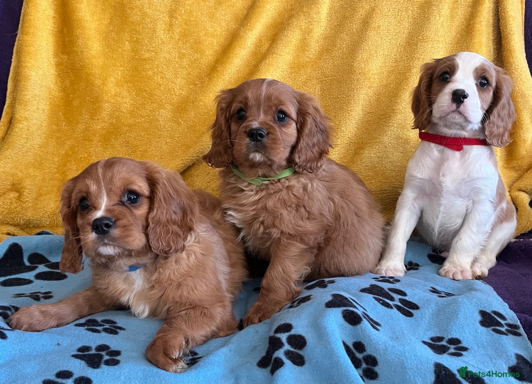 Cavalier King Charles Spaniel dogs for sale: Stunning cavalier King Charles puppies  - Image 8