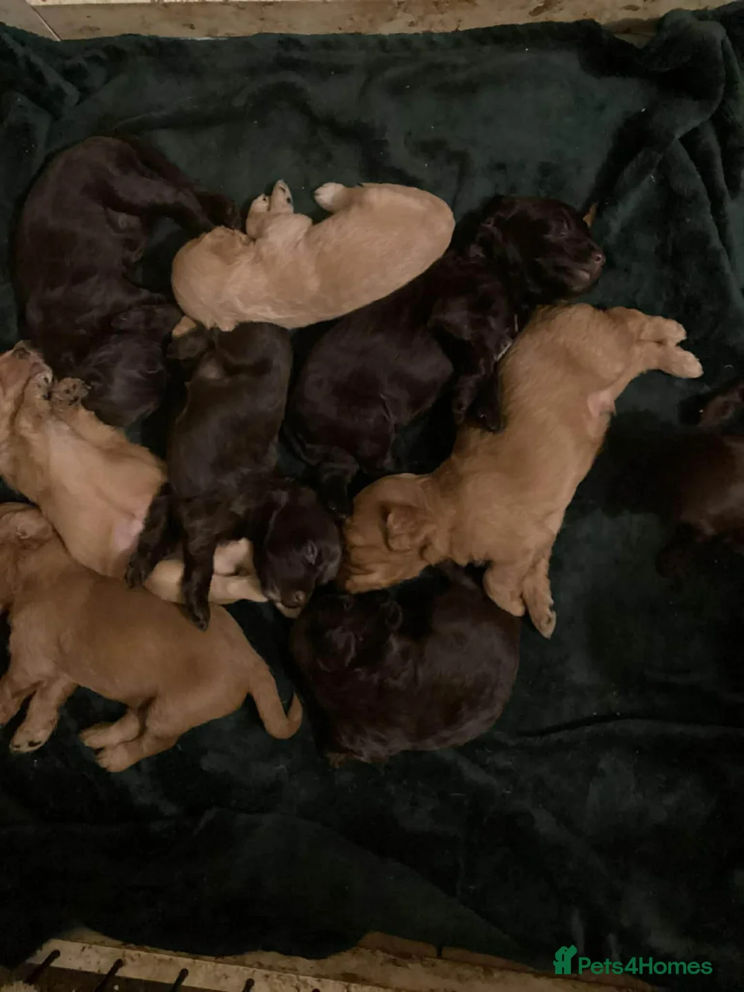 Cockapoo dogs for sale: Ready to leave cockerpoo  - Advert 1