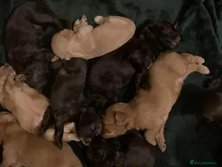 Cockapoo dogs Ready to leave cockerpoo - Advert 1