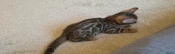 Bengal cats for sale: Female Bengal kittens x3 TICA registered  - Advert 16