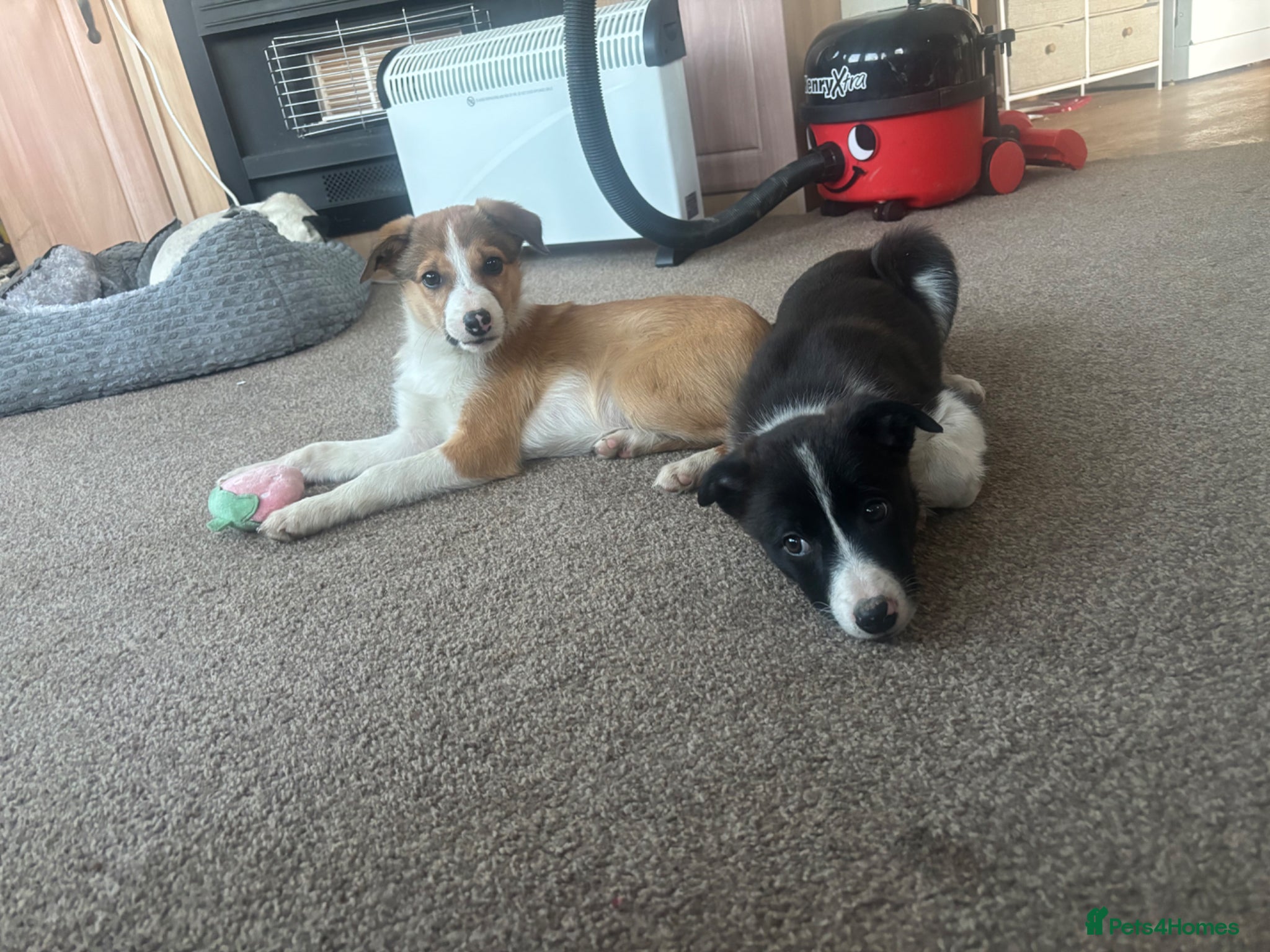 Mixed Breed dogs 2 collie dogs  - Advert 10