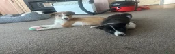 Mixed Breed dogs for sale: 2 collie dogs  - Advert 1