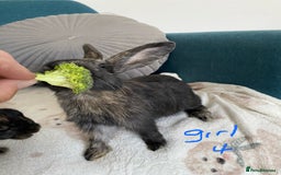 Mixed Breed rabbits for sale: Beautiful baby bunnies - Image 6