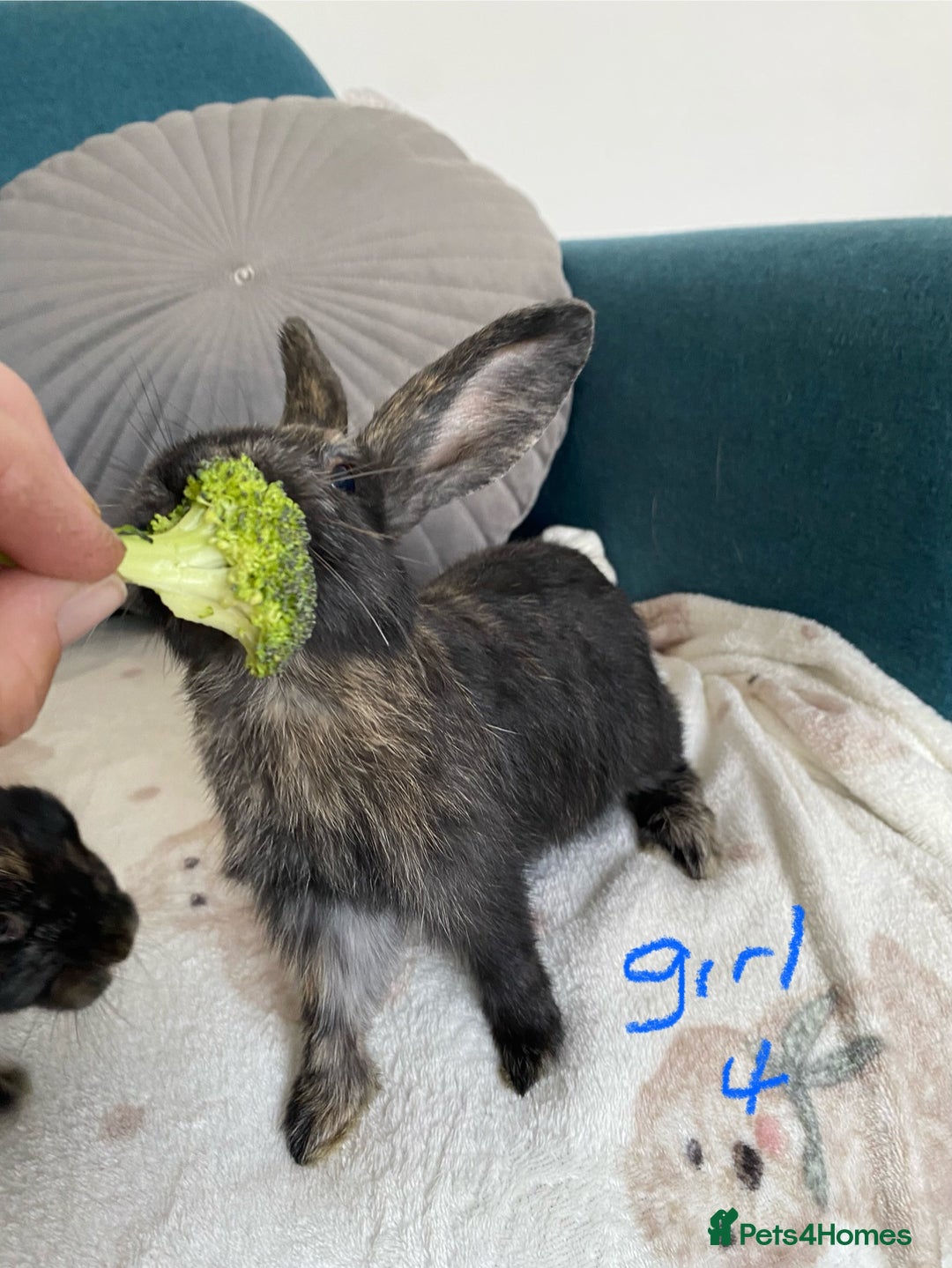Mixed Breed rabbits for sale: Beautiful baby bunnies - Image 6