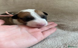 English Bull Terrier dogs for sale: English bull terriers  - Image 28