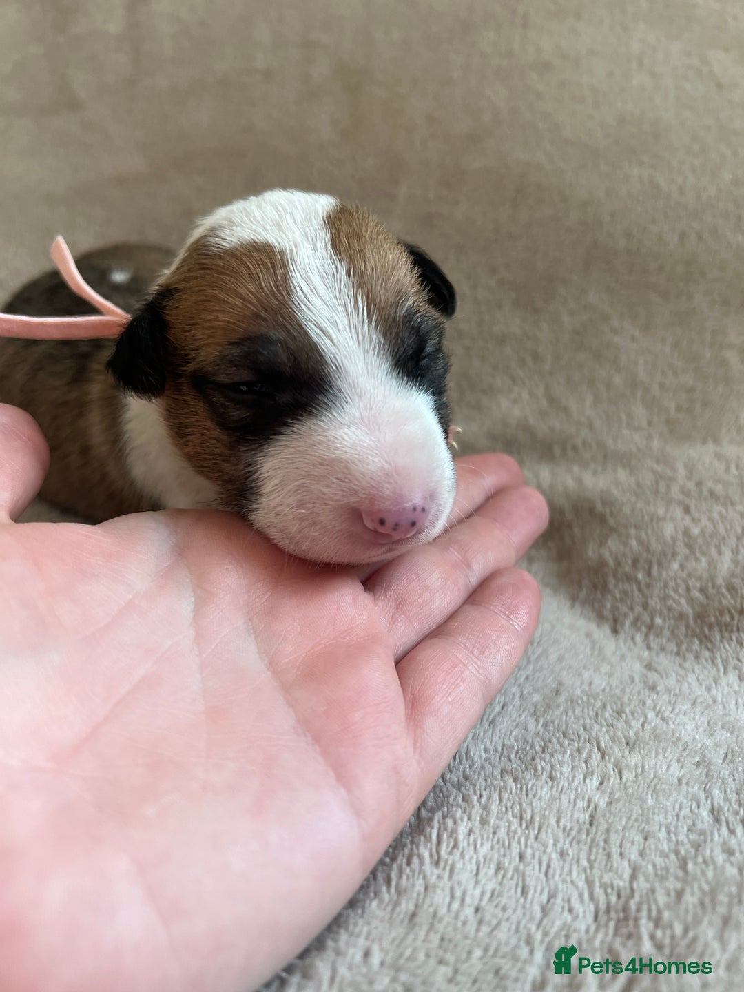 English Bull Terrier dogs for sale: English bull terriers  - Image 28