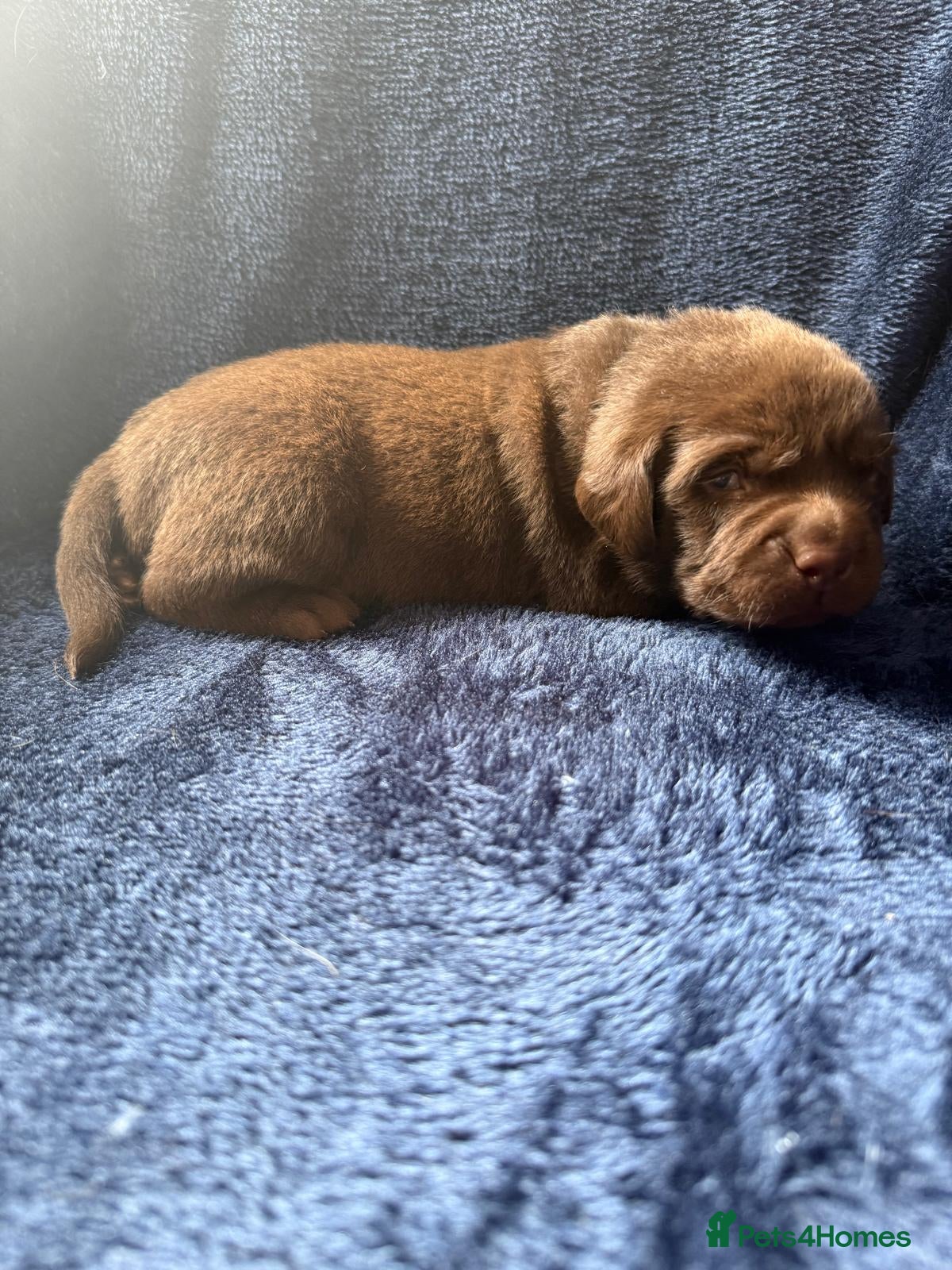 Labrador Retriever dogs Chocolate Labrador Puppies and One Yellow Girl - Advert 2