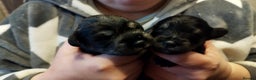 Miniature Schnauzer dogs for sale: Charming Mini Schnauzers with KC registration - Advert 18
