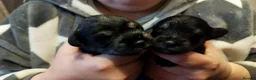 Miniature Schnauzer dogs for sale: Charming Mini Schnauzers with KC registration - Advert 40