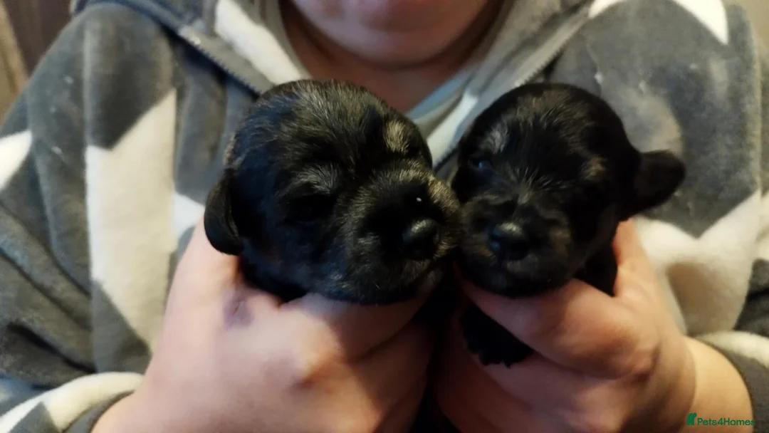 Miniature Schnauzer dogs for sale: Charming Mini Schnauzers with KC registration - Advert 40