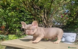 French Bulldog dogs for sale: Beautiful French bulldogs - Image 9
