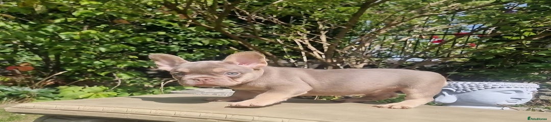 French Bulldog Puppy 3