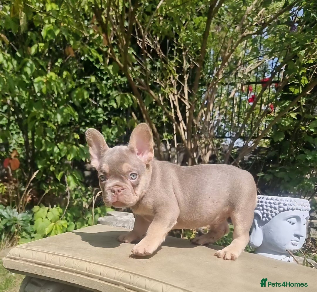 French Bulldog dogs for sale: Beautiful French bulldogs - Image 9