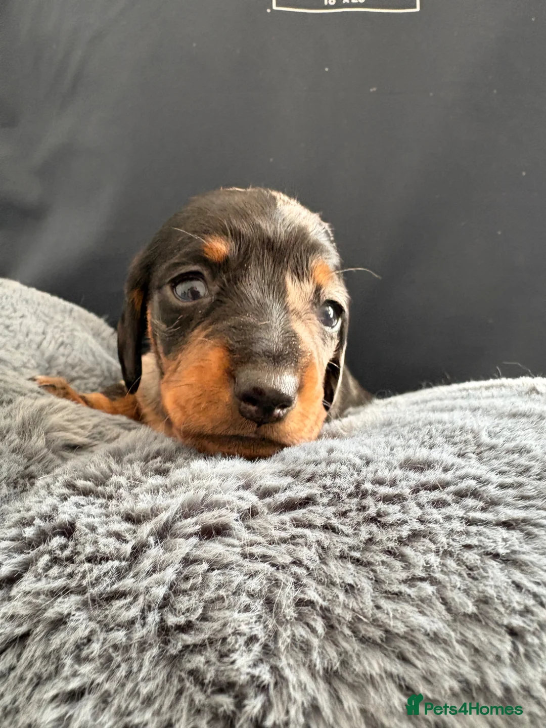 Miniature Dachshund dogs for sale: Miniature Dachshunds - Advert 11