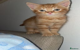 British Shorthair cats for sale: Male ginger kitten  - Image 2