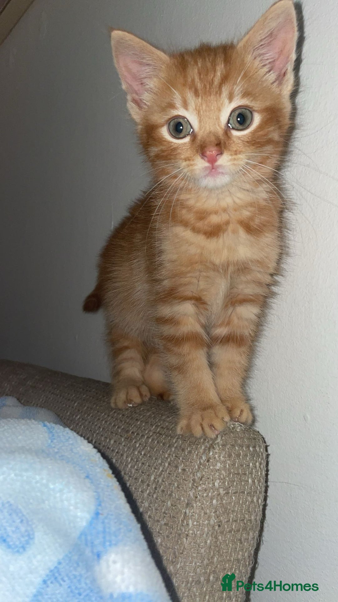 British Shorthair cats for sale: Male ginger kitten  - Image 2