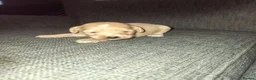 Mixed Breed dogs for sale: Border poodle puppies  in Gretna - Advert 24