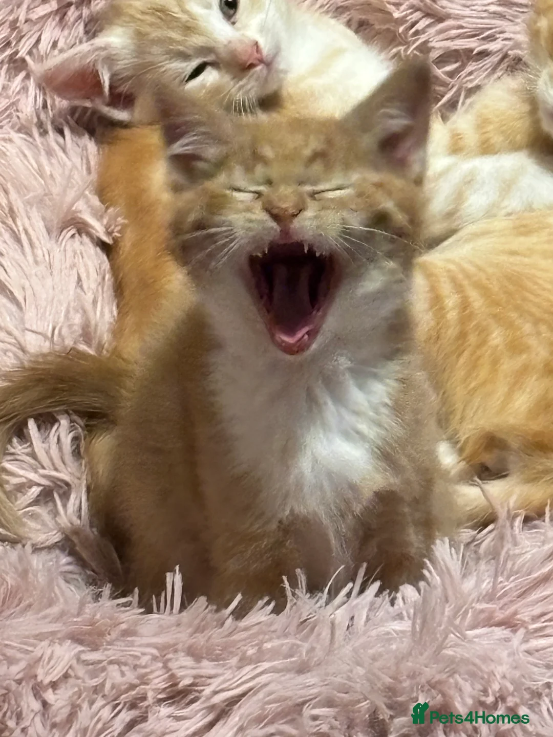 Mixed Breed cats for sale: Maine coon cross kittens ***ONLY ONE BOY LEFT!* - Advert 4