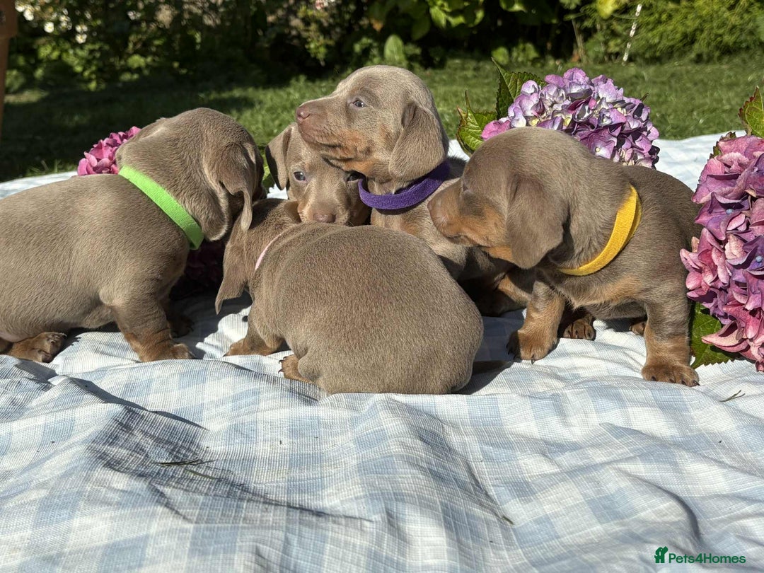 Miniature Dachshund dogs for sale: Miniature Dachshund (Isabella Tan line) - Image 1
