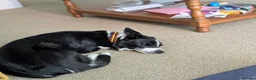 Border Collie dogs for sale: Female border collie  in Swindon - Advert 1